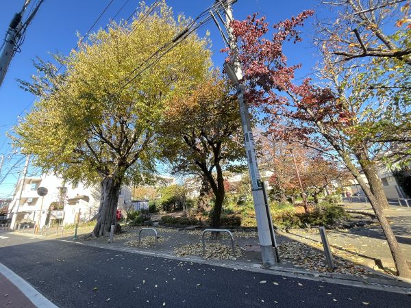 桜樹広場 260m 寫真撮影日：2024-12-17 