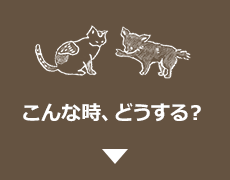 こんな時(shí)、どうする？
