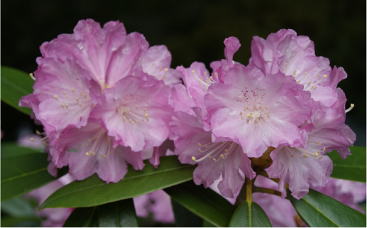 ホンシャクナゲ