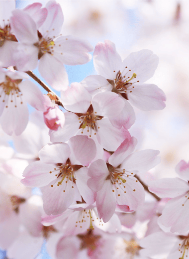 エドヒガンザクラ