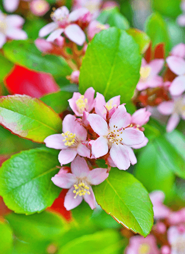 ヒメシャリンバイ