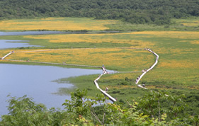 雄國沼の木道