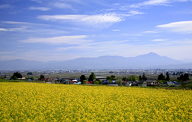會津美里町の菜の花畑