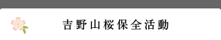 吉野山桜保全活動(dòng)