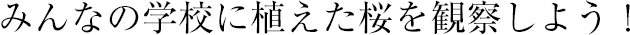 みんなの學(xué)校に植えた桜を観察しよう！