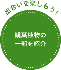 出合いを楽しもう！観葉植物の一部を紹介