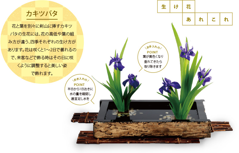 生け花あれこれ[カキツバタ]花と葉を別々に剣山に挿すカキツバタの生花には、花の高低や葉の組み方が違う、四季それぞれの生け方があります。花は咲くと1～2日で萎れるので、來客などで飾る時はその日に咲くように調整すると美しい姿で飾れます。[お手入れのPOINT]半日から1日おきに水の量を確認し適宜足し水を [お手入れのPOINT葉が黃色くなり垂れてきたら取り除きます]