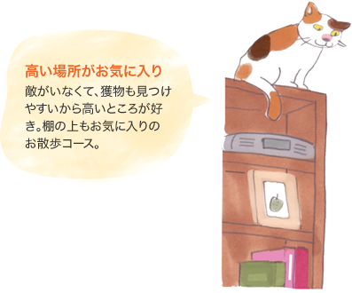高い場所がお気に入り　敵がいなくて、獲物も見つけやすいから高いところが好き。棚の上もお気に入りのお散歩コース。