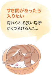 すき間があったら入りたい　隠れられる狹い場所がくつろげるんだ。