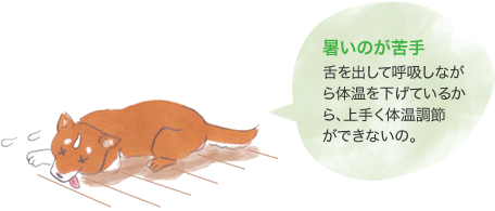暑いのが苦手　舌を出して呼吸しながら體溫を下げているから、上手く體溫調節ができないの。